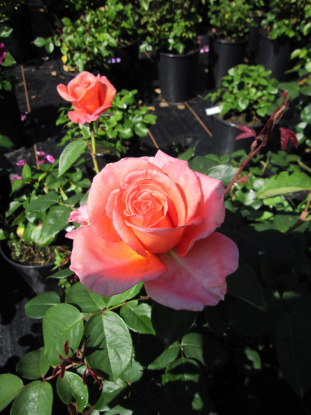 Rosa Exotic